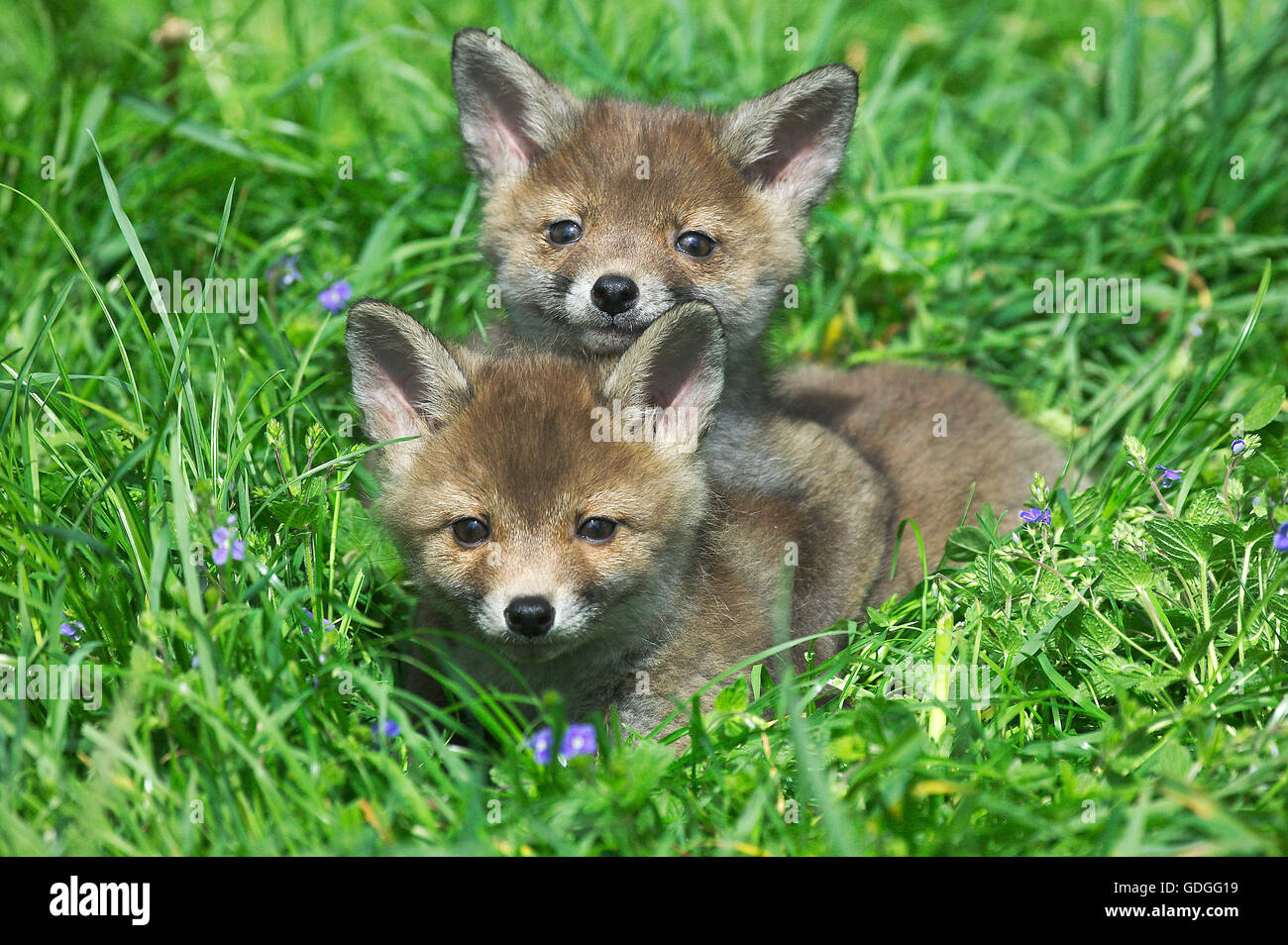 Red Fox, vulpes vulpes, Pup posa su erba, Normandia Foto Stock