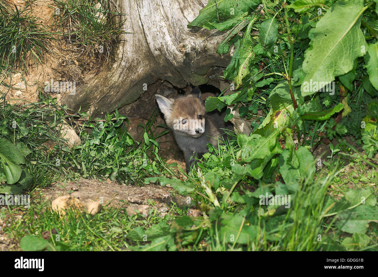 Red Fox, vulpes vulpes, Pup in Den ingresso, Normandia Foto Stock