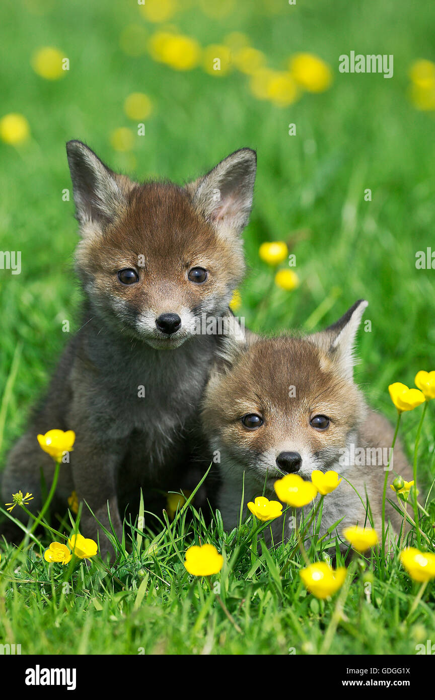 Red Fox, vulpes vulpes, Pup con fiori, Normandia Foto Stock