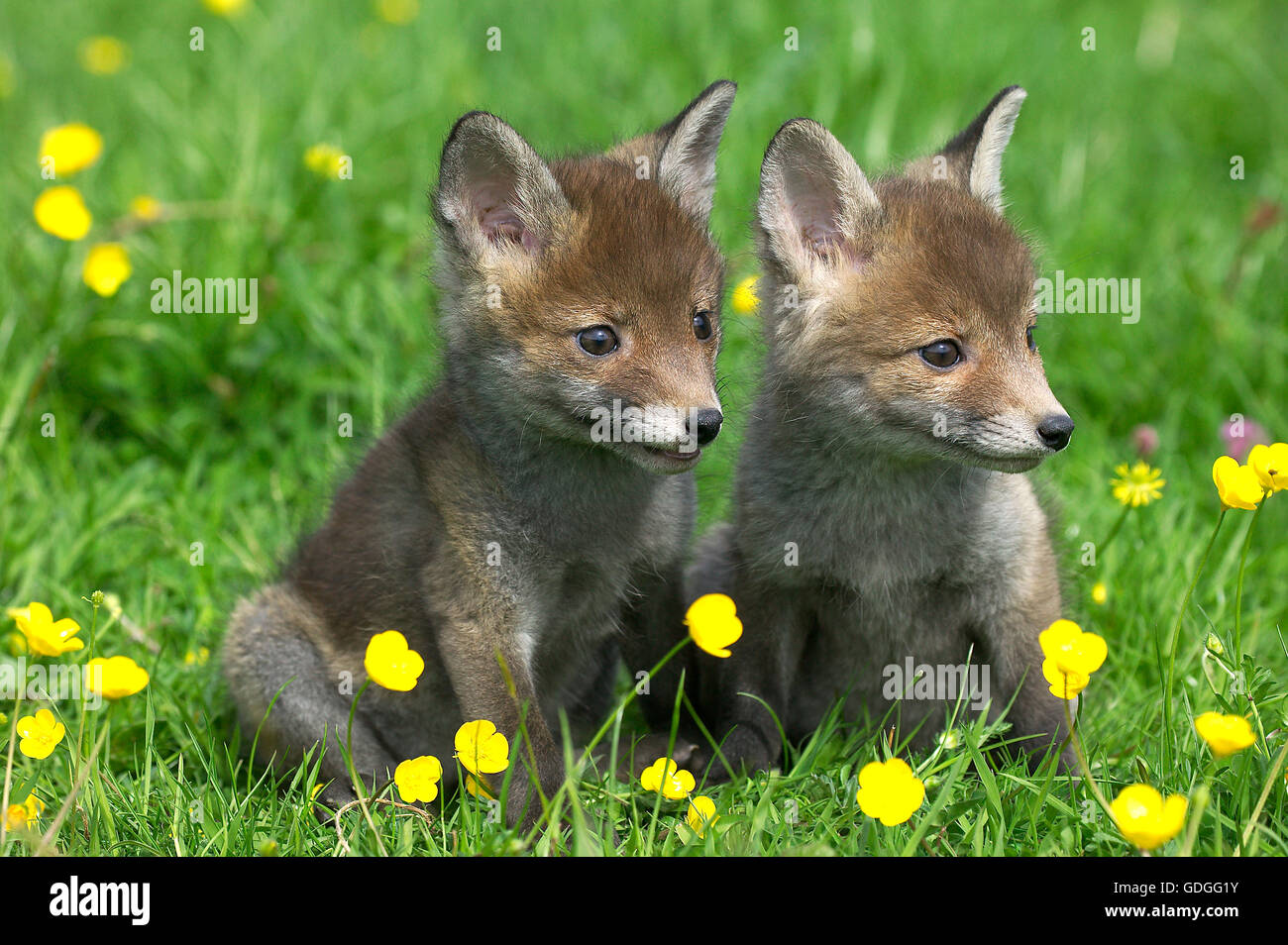 Red Fox, vulpes vulpes, Cubs seduta con fiori gialli, Normandia Foto Stock