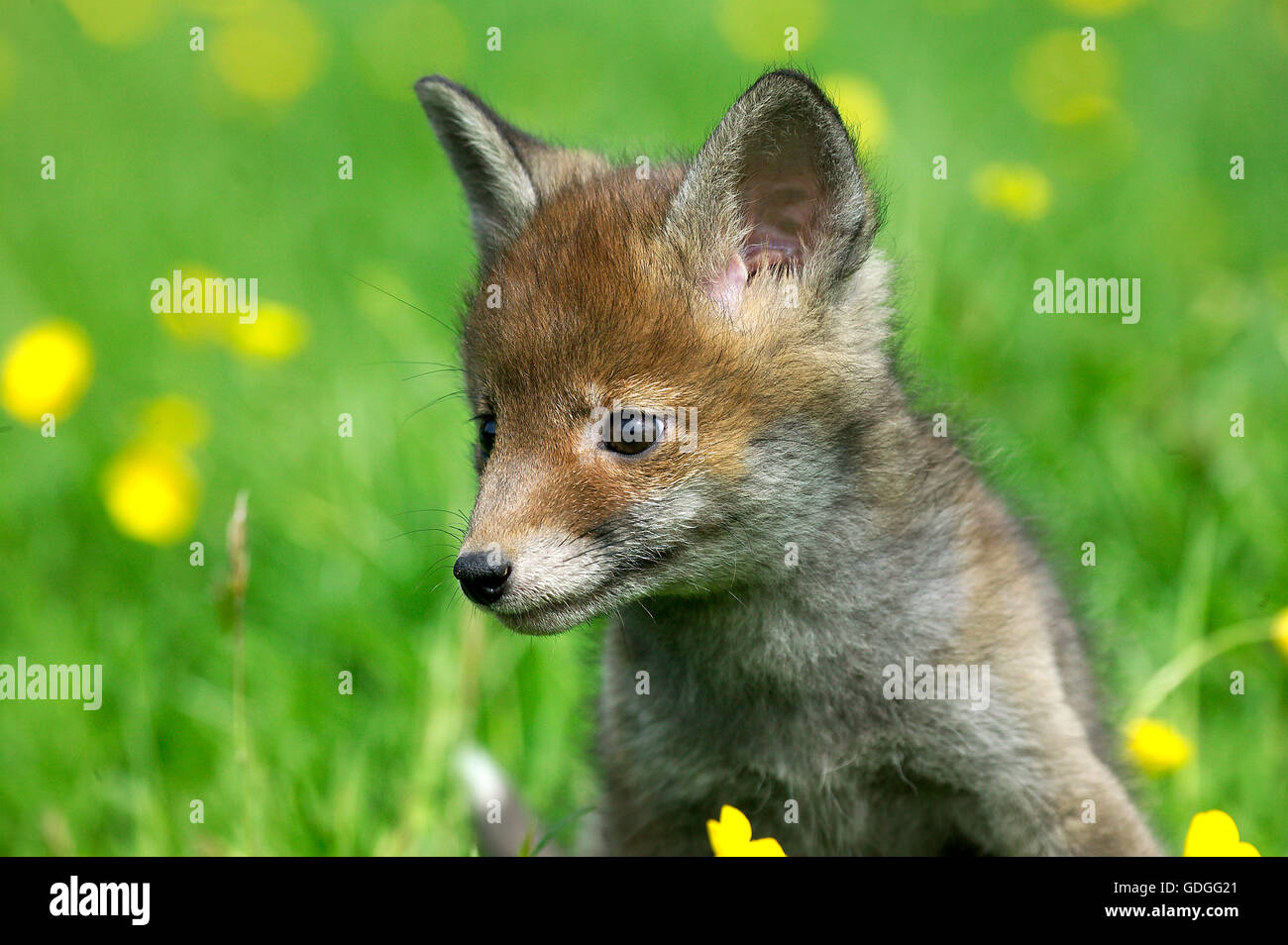 Red Fox, vulpes vulpes, Pup con fiori, Normandia Foto Stock