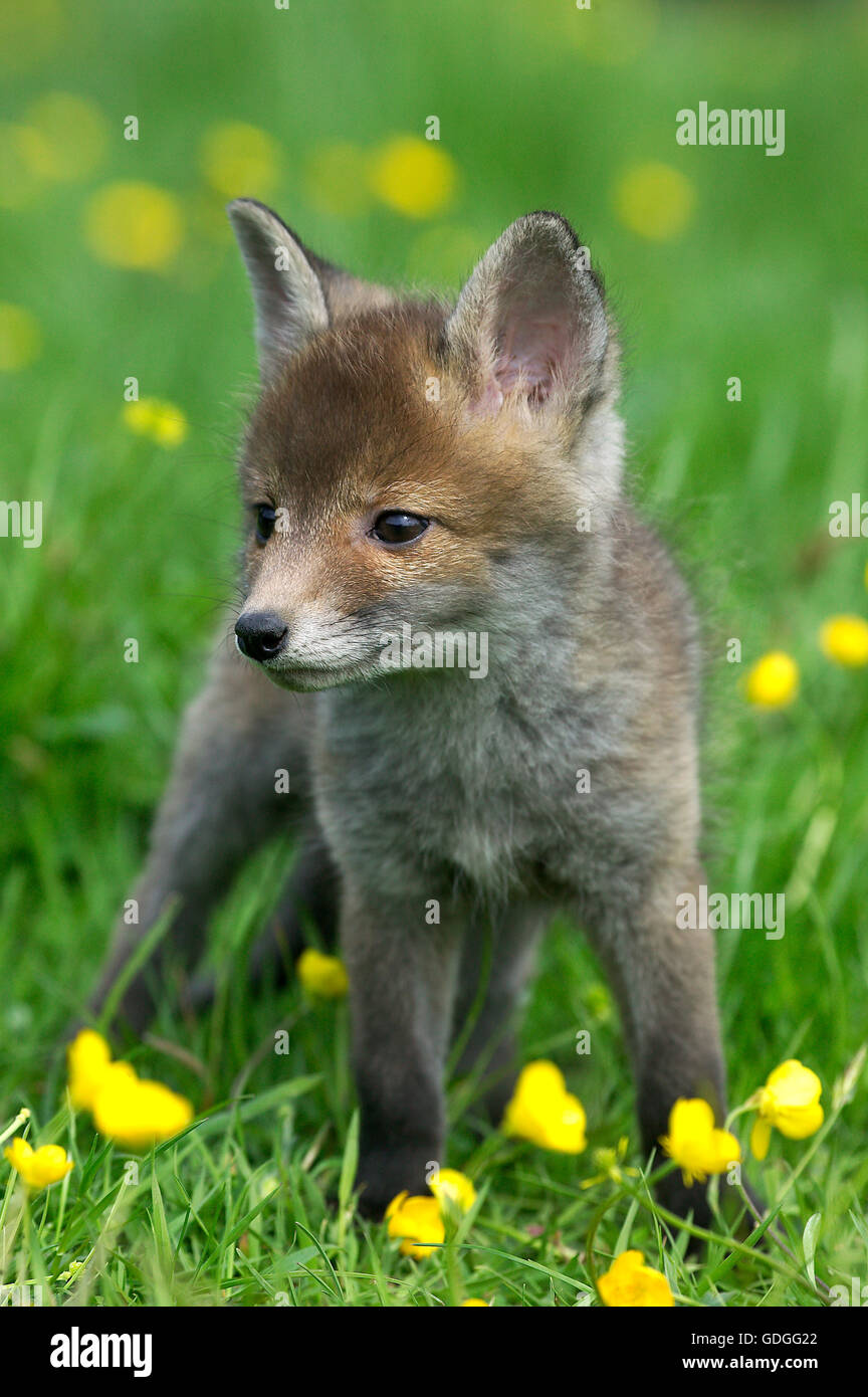 Red Fox, vulpes vulpes, Cub con fiori gialli, Normandia Foto Stock