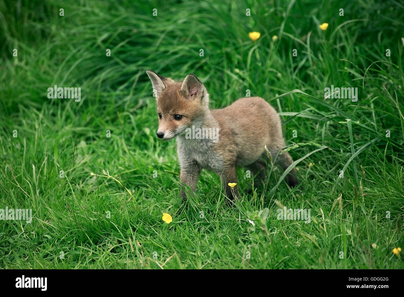 Red Fox, vulpes vulpes, Pup su erba, Normandia Foto Stock