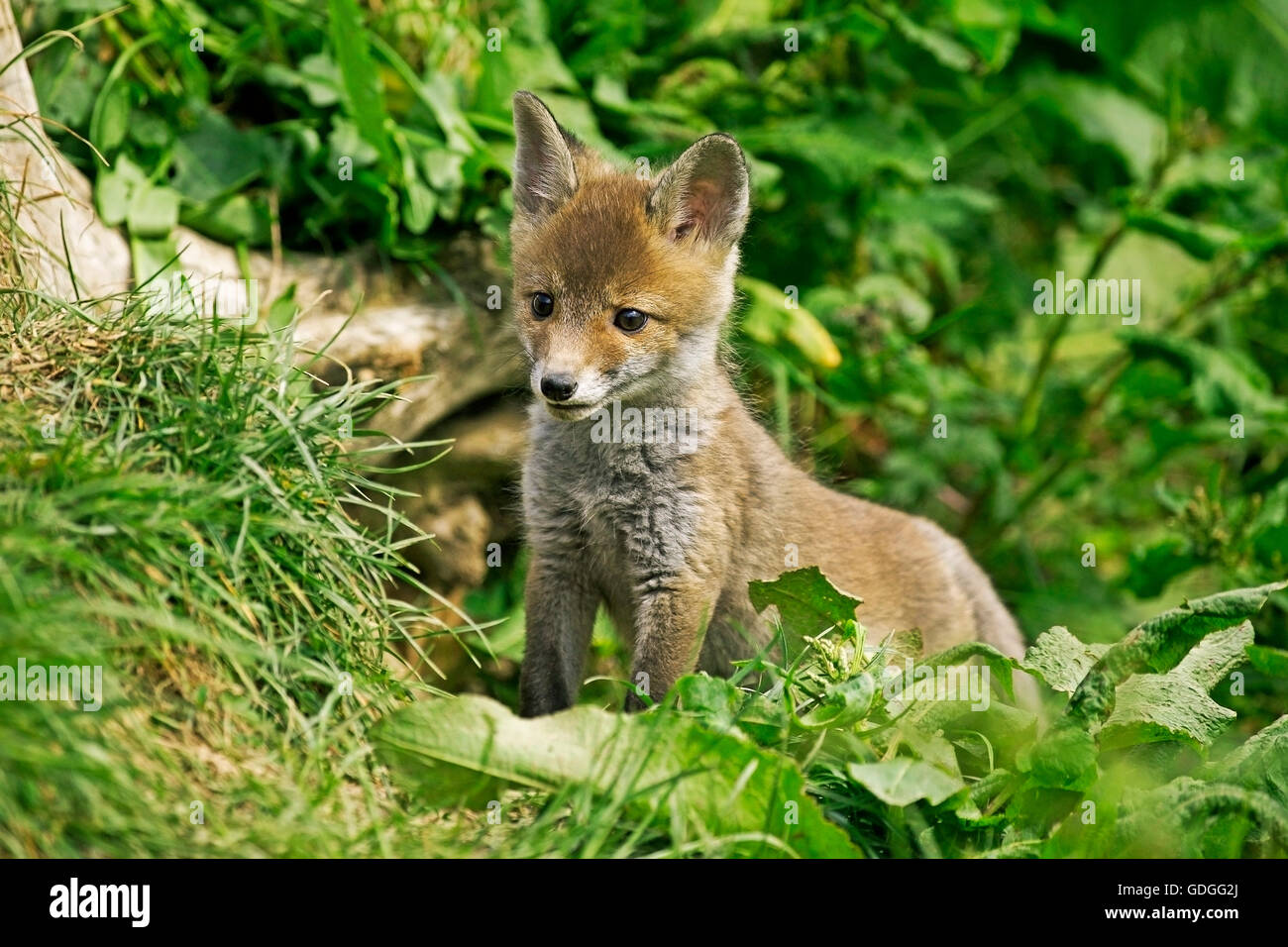Red Fox, vulpes vulpes, Cub su erba, Normandia Foto Stock