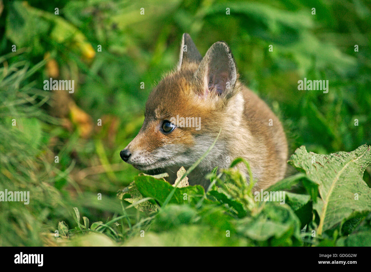 Red Fox, vulpes vulpes, Pup, Normandia Foto Stock