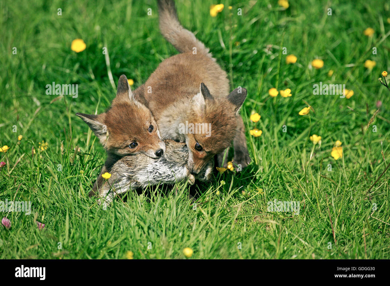 Red Fox, vulpes vulpes, Cubs caccia Coniglio europeo, Normandia Foto Stock
