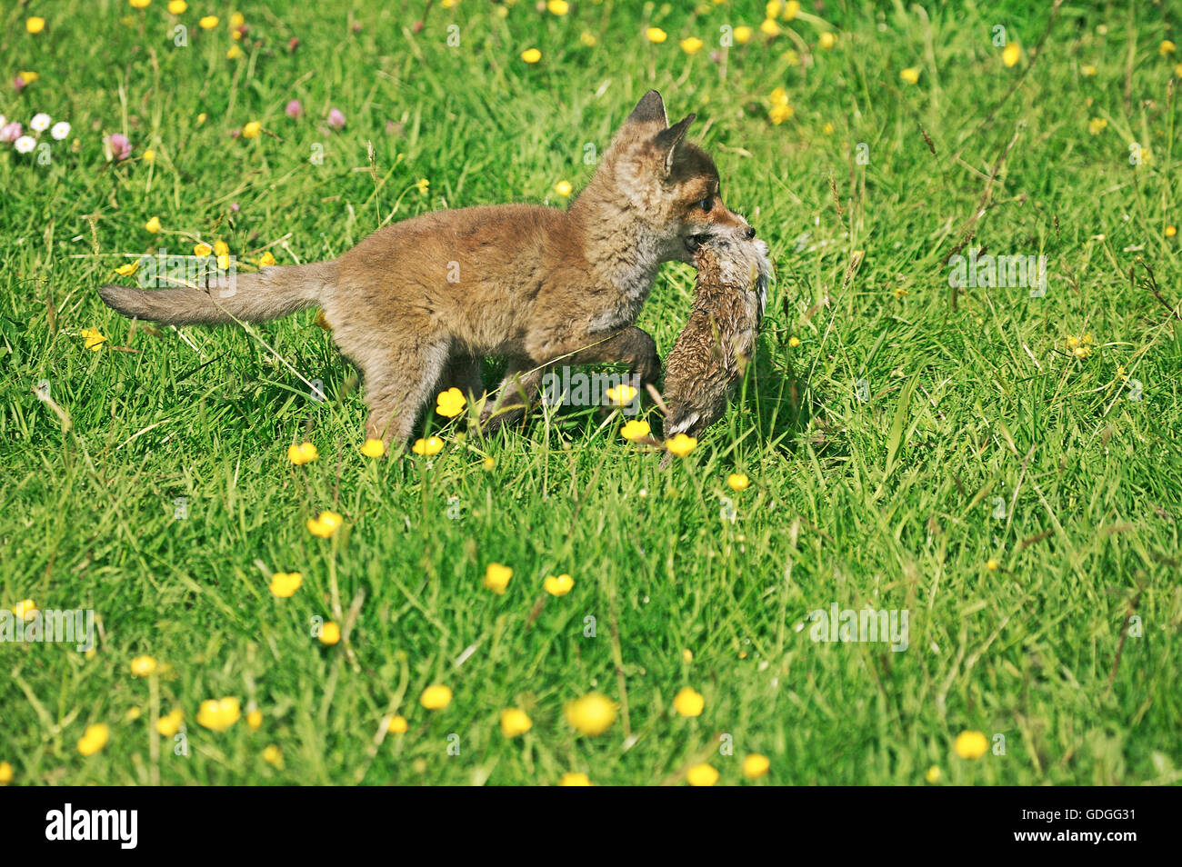 Red Fox, vulpes vulpes, Cub caccia Coniglio europeo, Normandia Foto Stock