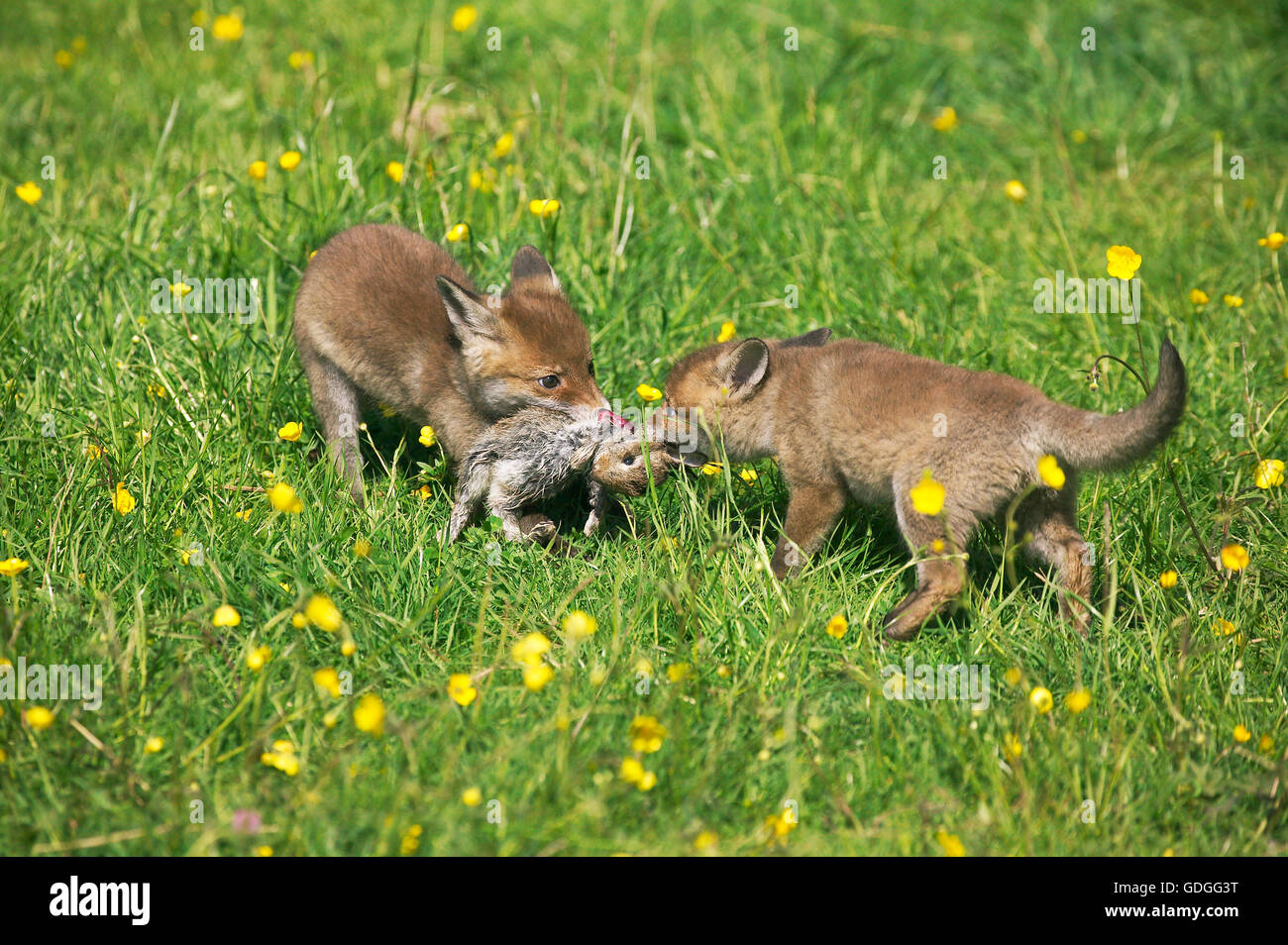 Red Fox, vulpes vulpes, Pup mangiare un piccolo coniglio europeo in bocca, Normandia Foto Stock