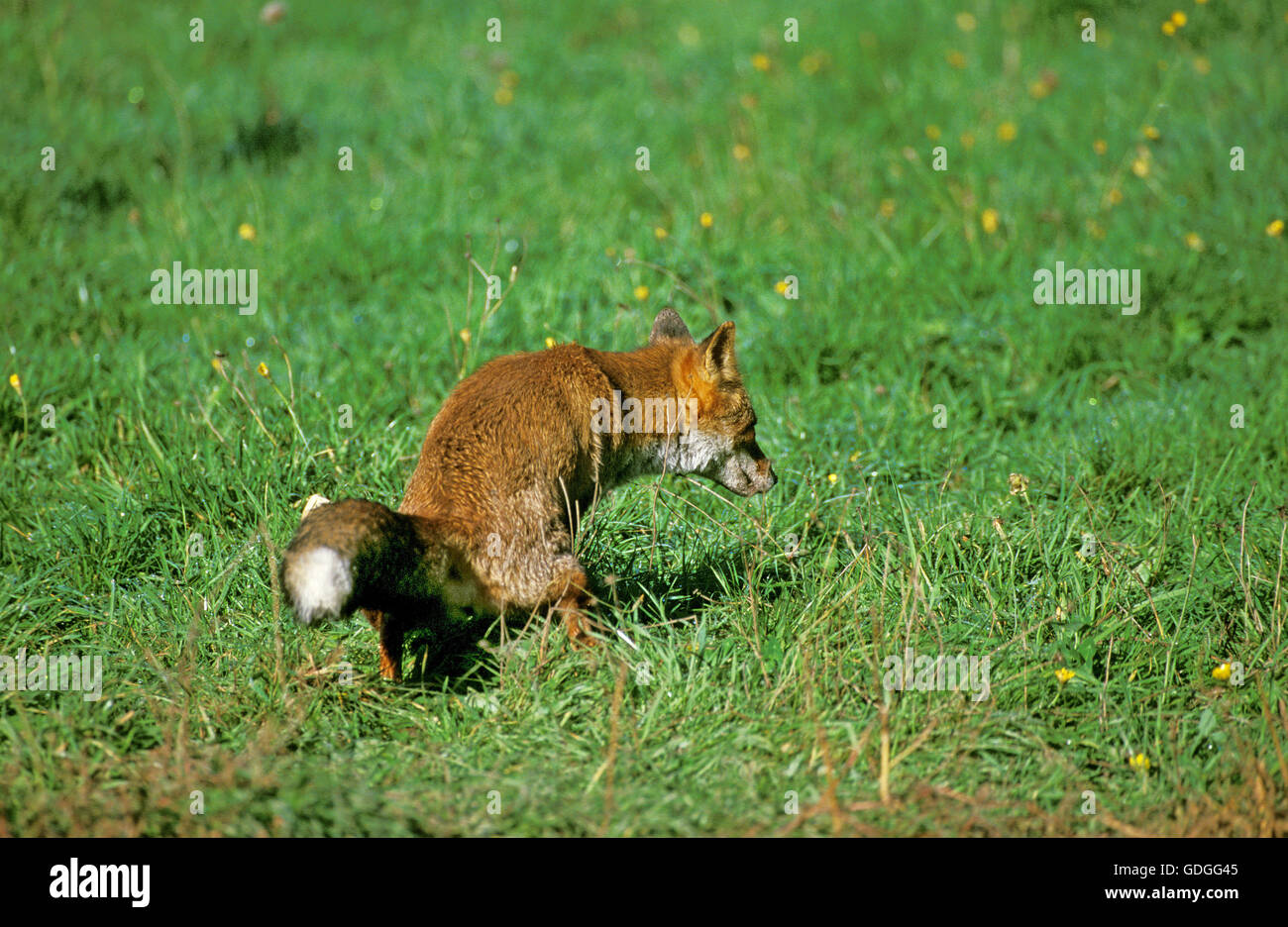 Red Fox, vulpes vulpes, Adulti defecare, Normandia Foto Stock