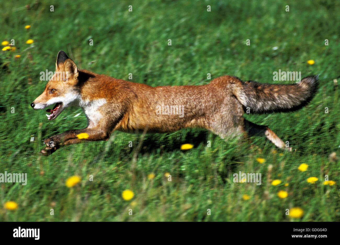 Red Fox, vulpes vulpes, adulti in esecuzione Foto Stock