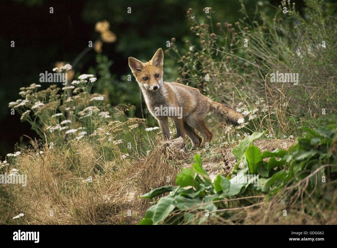 La volpe rossa vulpes vulpes, adulti guardando fuori, NORMANDIA Foto Stock