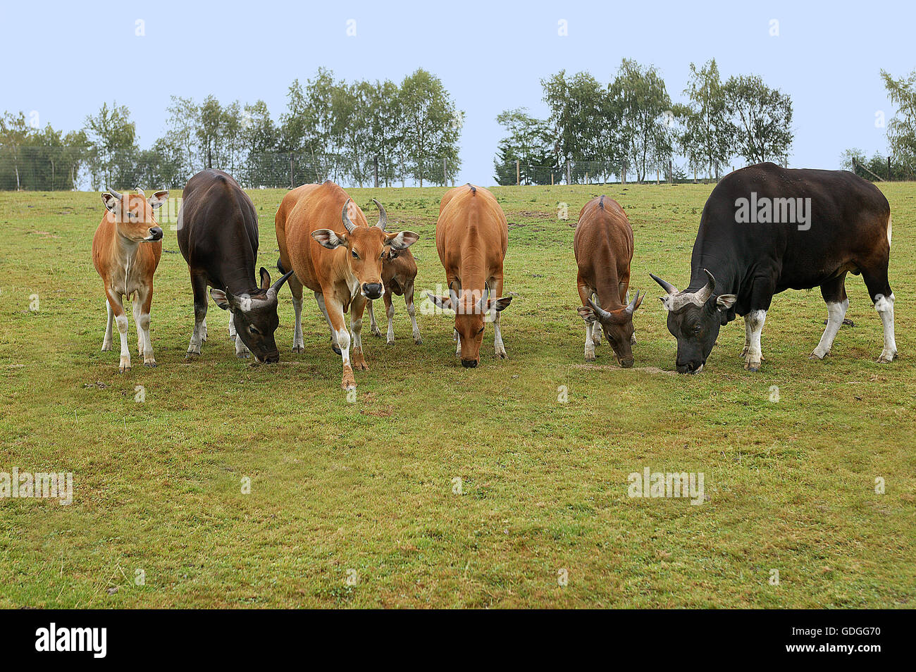 BANTENG Bos javanicus, ALLEVAMENTO CON MASCHI E FEMMINE Foto Stock