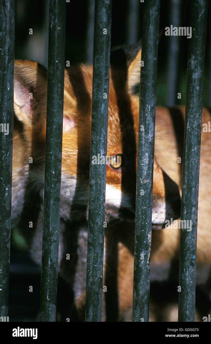 Red Fox, vulpes vulpes, adulti in gabbia Foto Stock