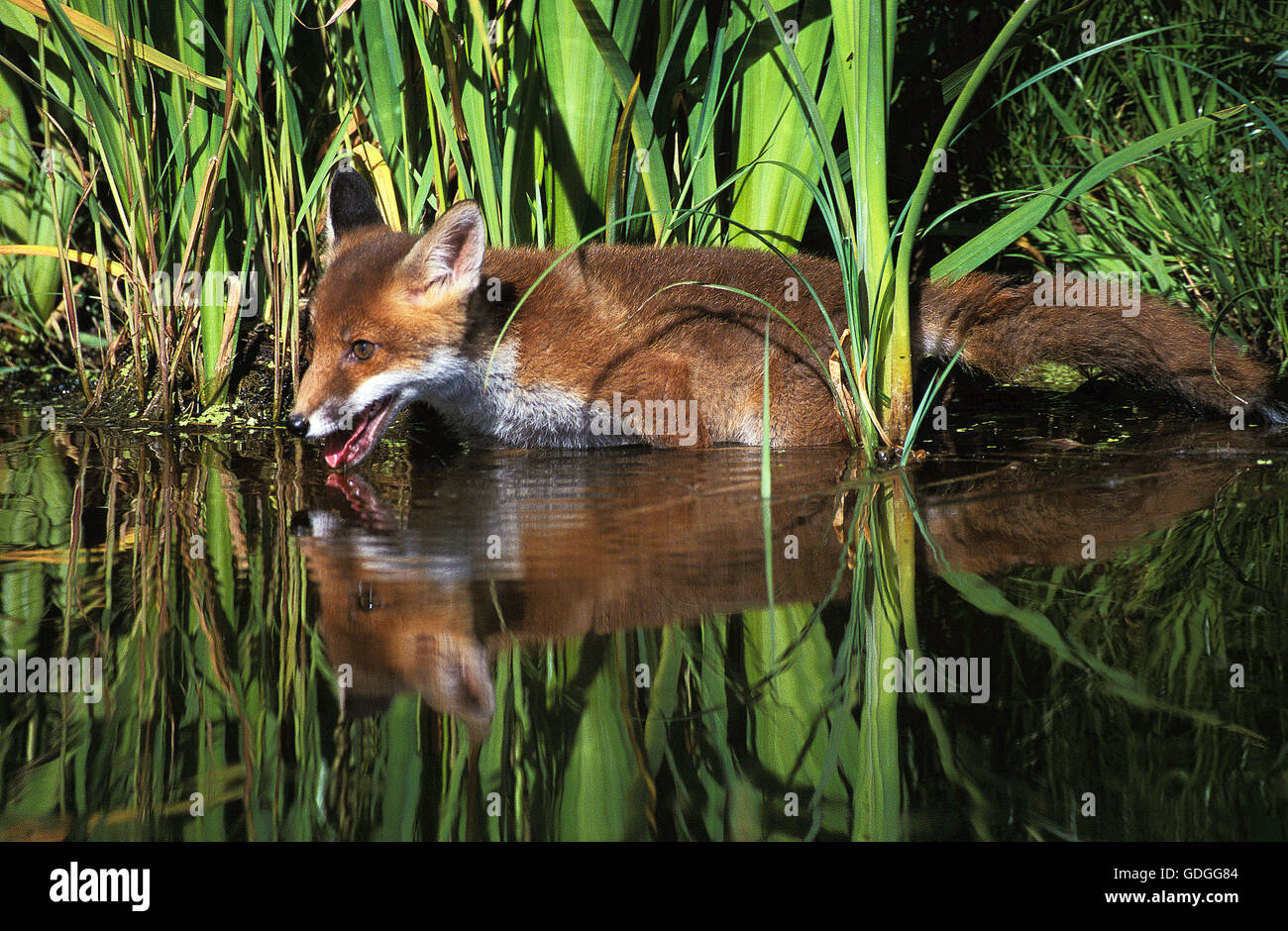 La volpe rossa vulpes vulpes, adulto in acqua Foto Stock