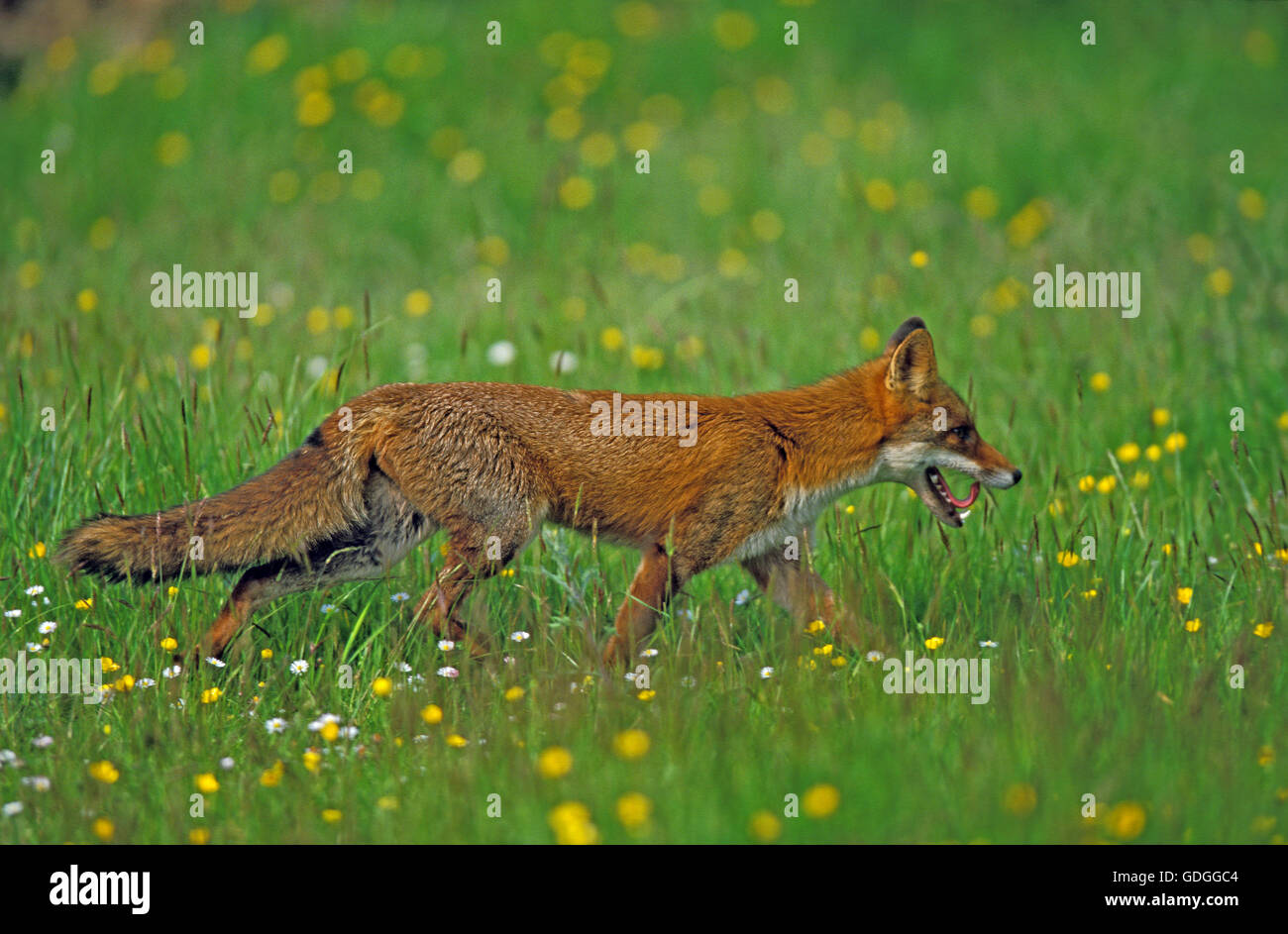 Red Fox, vulpes vulpes, adulti in fiori Foto Stock