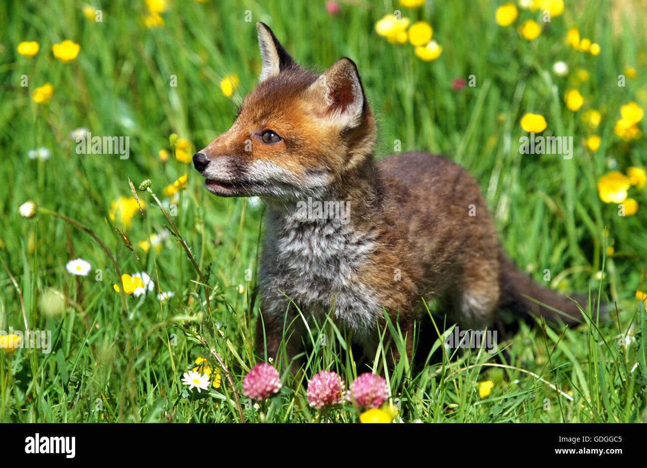 Red Fox, vulpes vulpes, Pup in fiori Foto Stock
