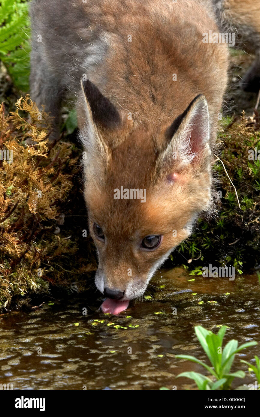 Red Fox, vulpes vulpes, Pup acqua potabile, Normandia Foto Stock