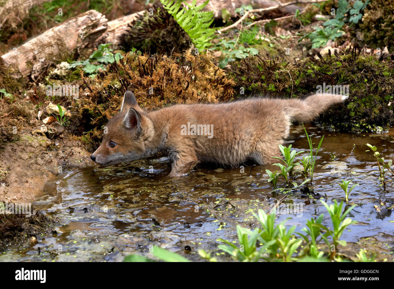 Red Fox, vulpes vulpes, cucciolo nell acqua, Normandia Foto Stock