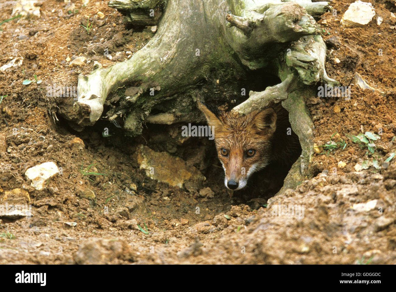 Red Fox, vulpes vulpes, adulto in Den ingresso, Normandia Foto Stock