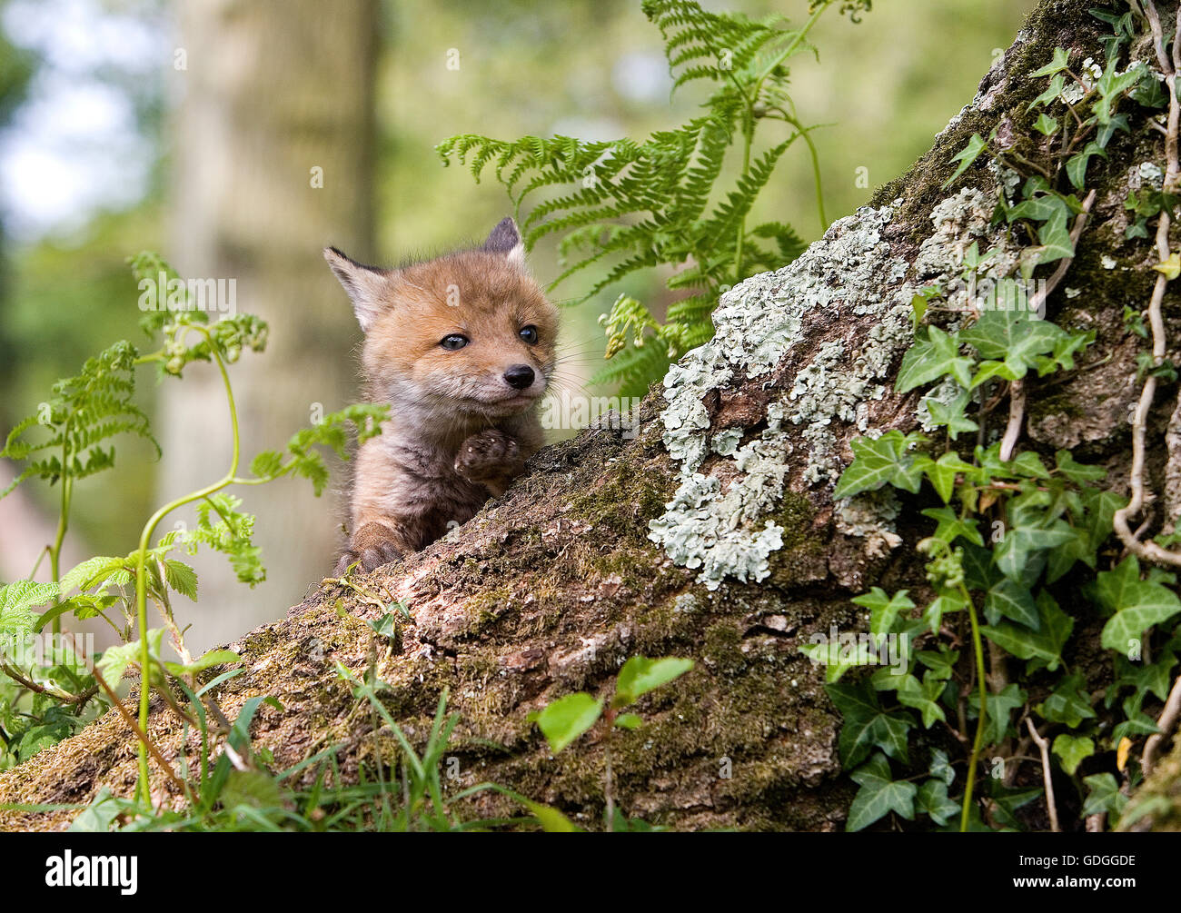 RED FOX vulpes vulpes IN NORMANDIA Foto Stock