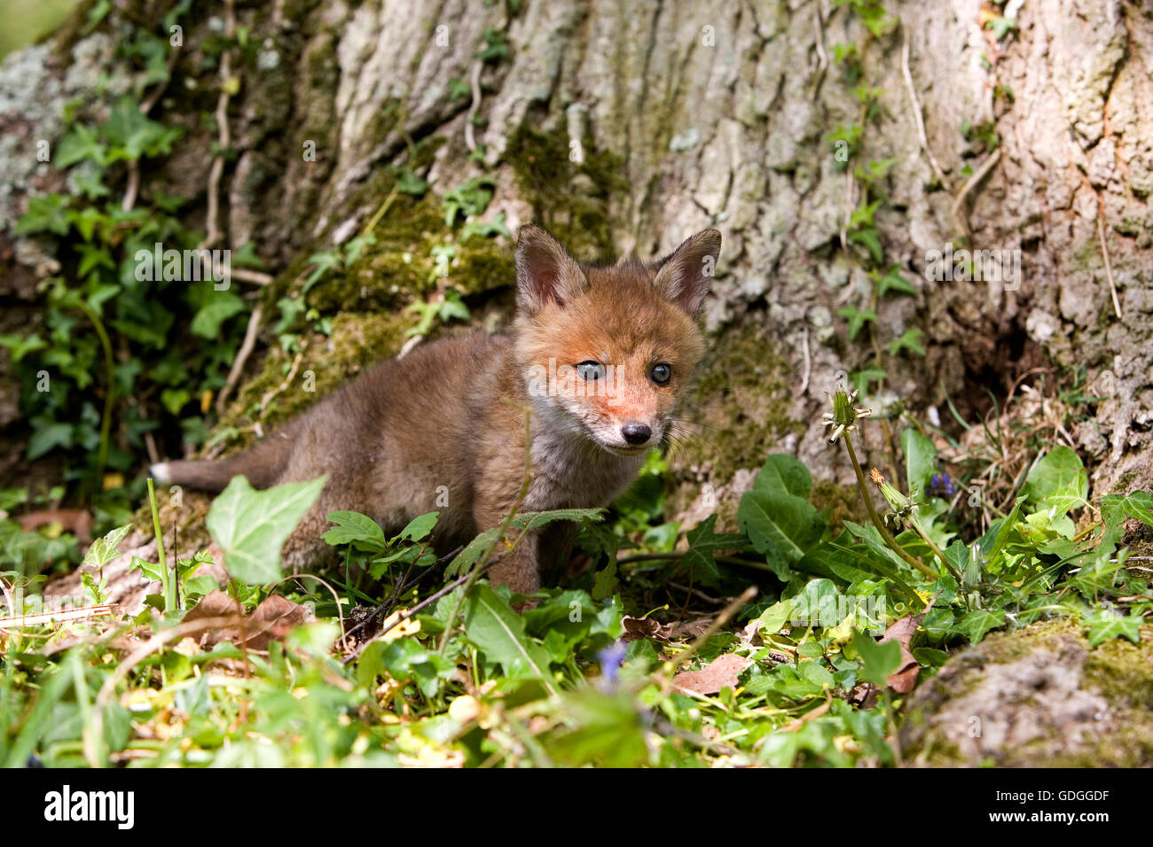Red Fox, vulpes vulpes, Pup vicino al tronco, Normandia Foto Stock