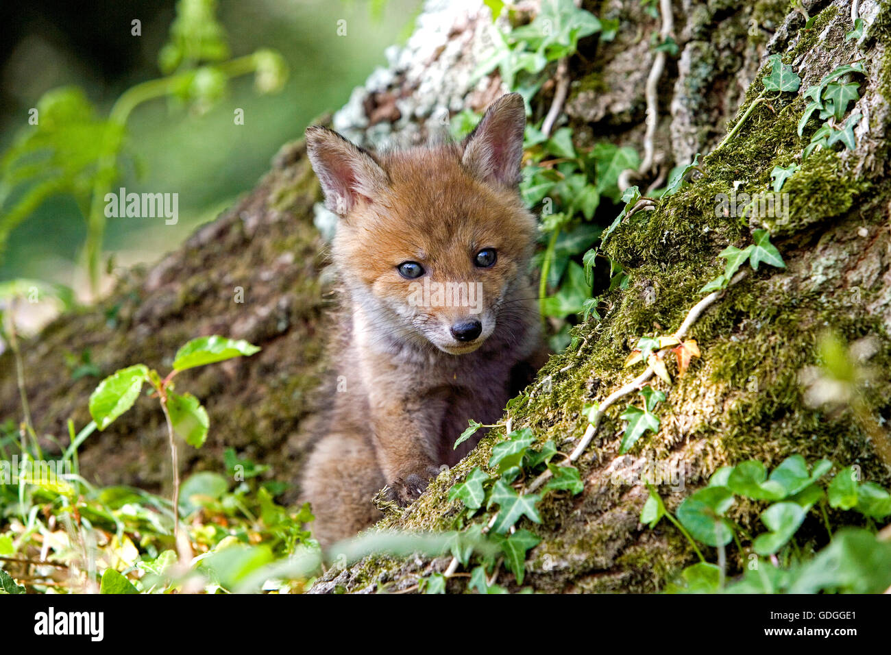 Red Fox, vulpes vulpes, Cub a Den ingresso, Normandia Foto Stock