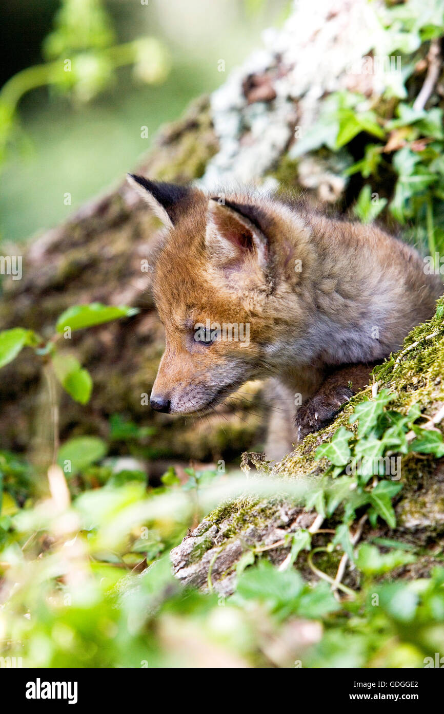 Red Fox, vulpes vulpes, Pup in Den ingresso, Normandia Foto Stock