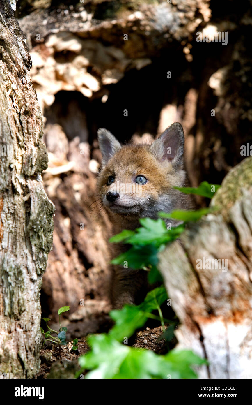 Red Fox, vulpes vulpes, Cub a Den ingresso, Normandia Foto Stock