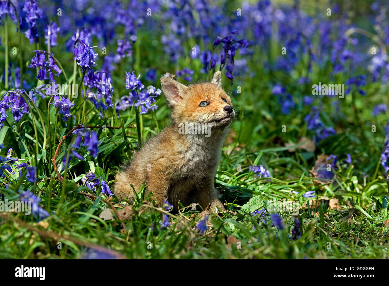 La volpe rossa vulpes vulpes con fiori blu IN NORMANDIA Foto Stock