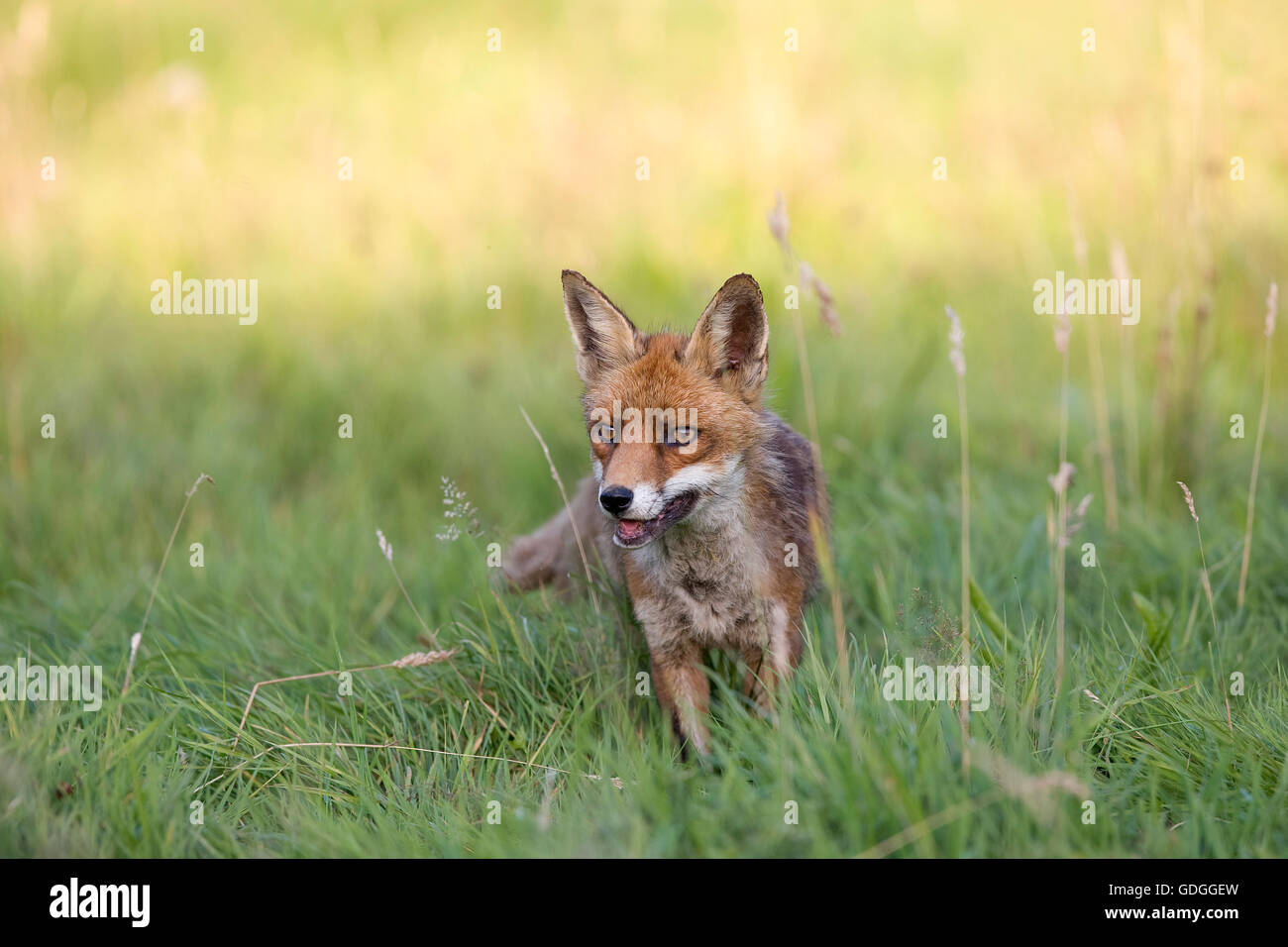 Red Fox, vulpes vulpes, adulto su erba, Normandia Foto Stock