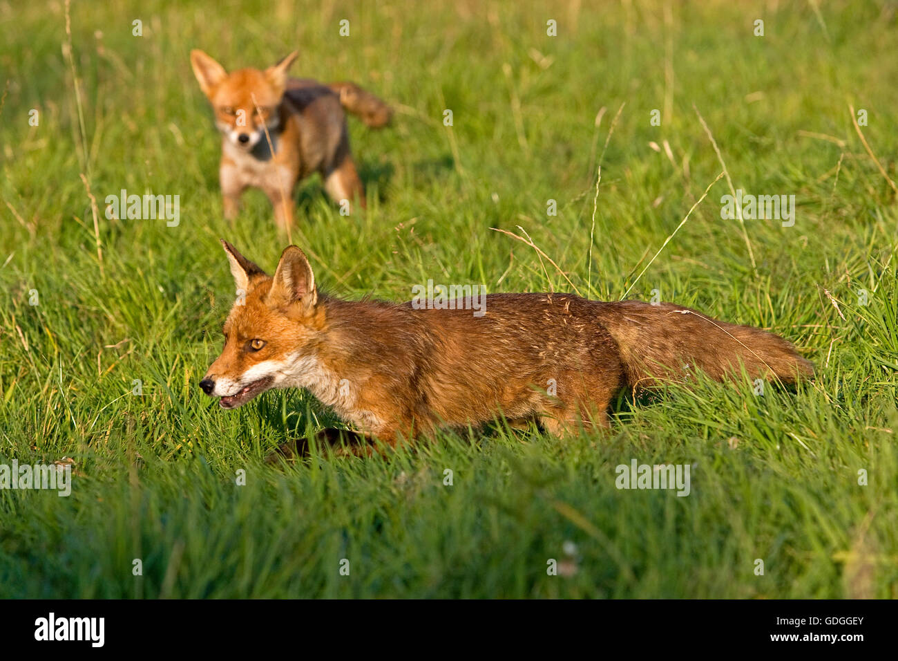 Red Fox, vulpes vulpes, adulto su erba, Normandia Foto Stock