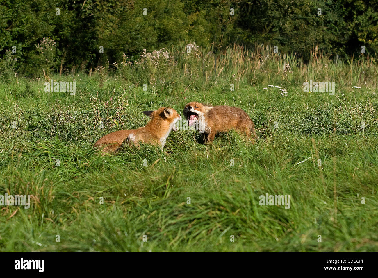 RED FOX vulpes vulpes IN NORMANDIA Foto Stock