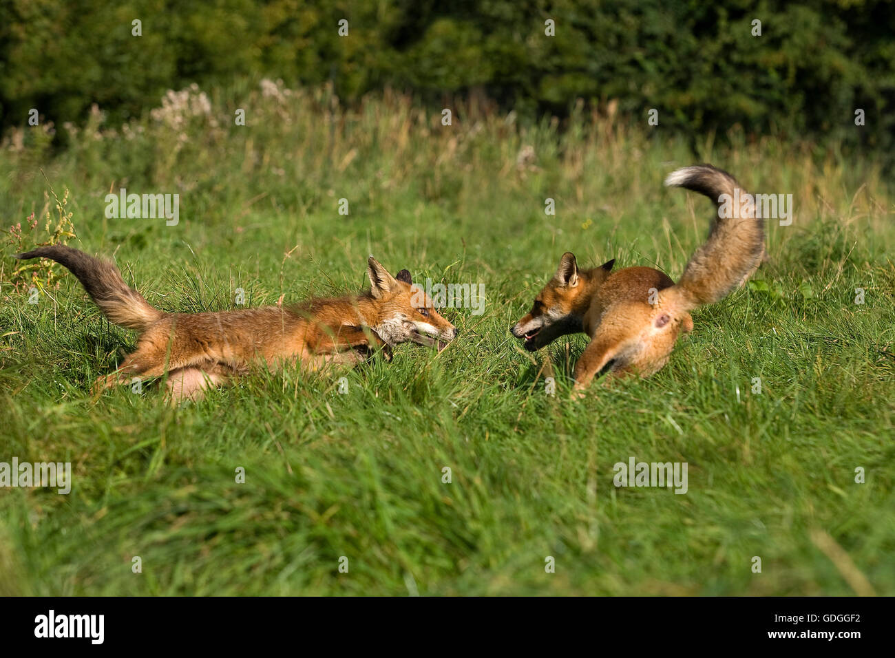 Red Fox, vulpes vulpes, Adulti combattimenti, Normandia Foto Stock