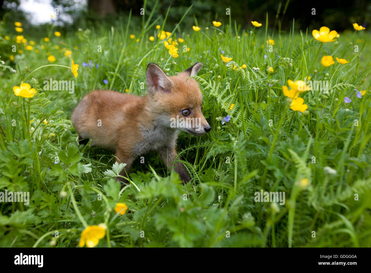 La volpe rossa vulpes vulpes, CUB con fiori, NORMANDIA Foto Stock