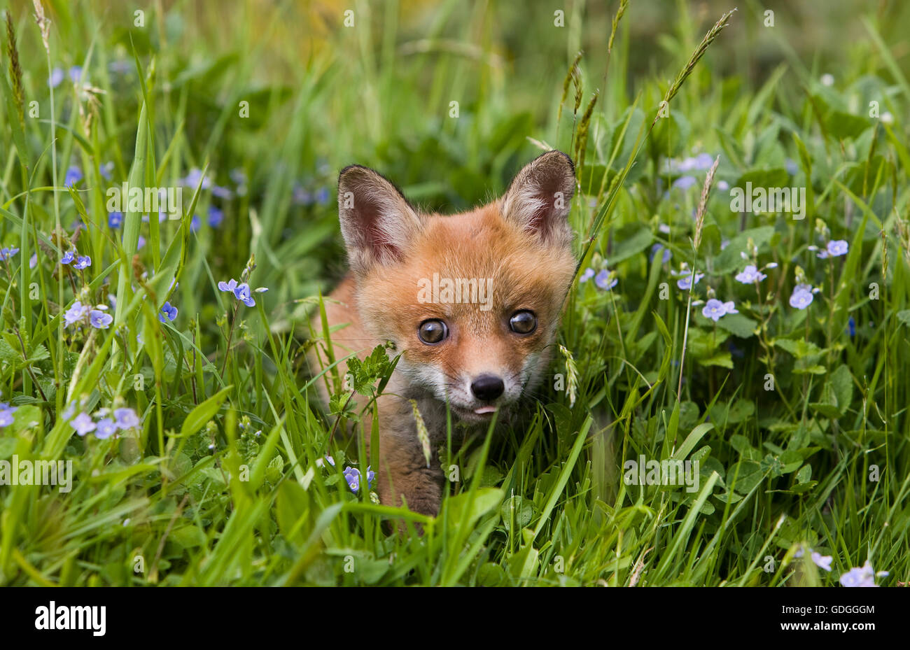 Red Fox, vulpes vulpes, Cub in fiori, Normandia Foto Stock