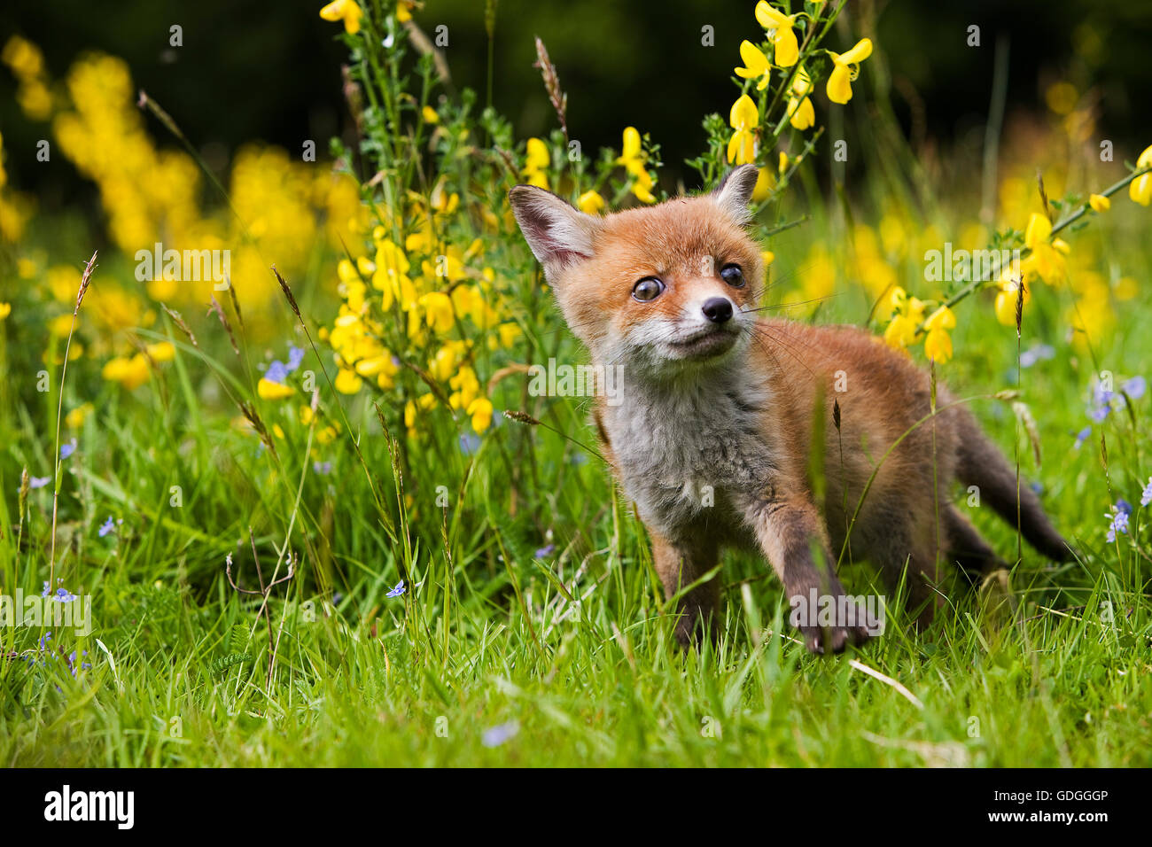La volpe rossa vulpes vulpes, PUP con fiori, NORMANDIA IN FRANCIA Foto Stock