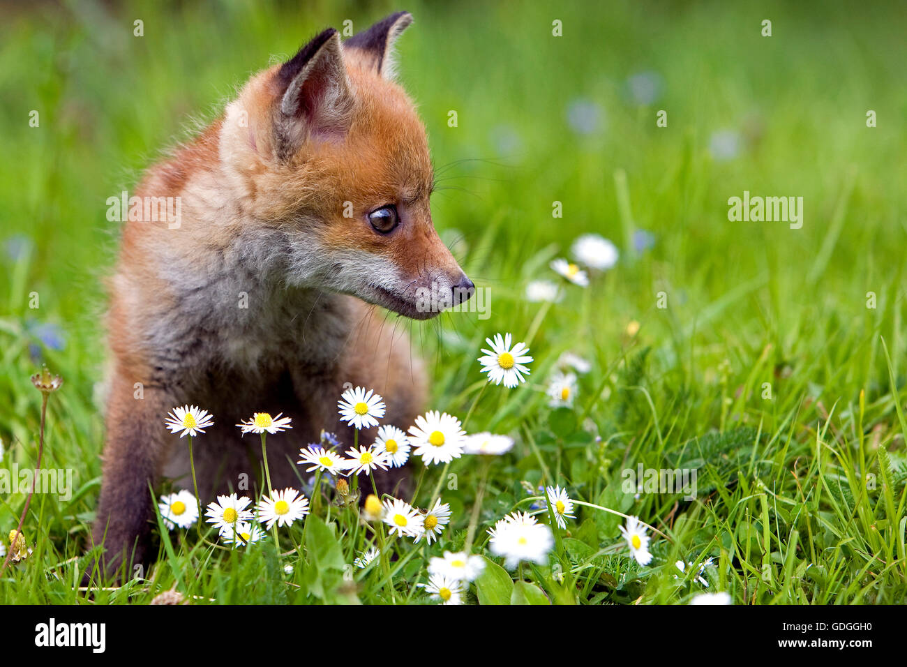 La volpe rossa vulpes vulpes, CUB con margherite, NORMANDIA Foto Stock