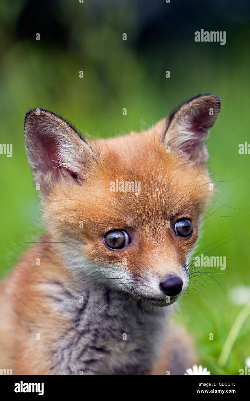 Red Fox, vulpes vulpes, ritratto del cub, Normandia Foto Stock