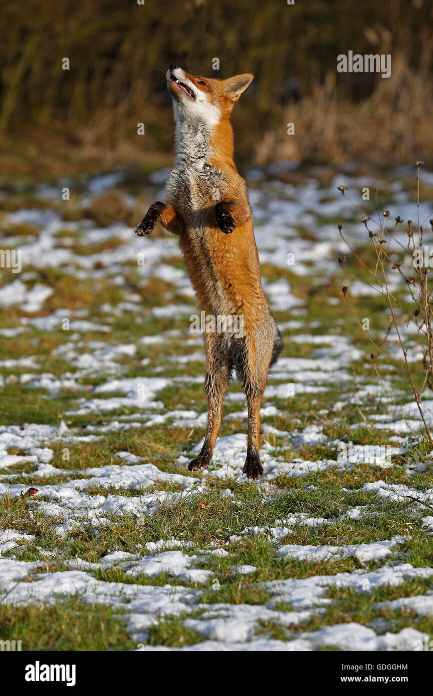 Red Fox, vulpes vulpes, adulto che saltava, Normandia Foto Stock