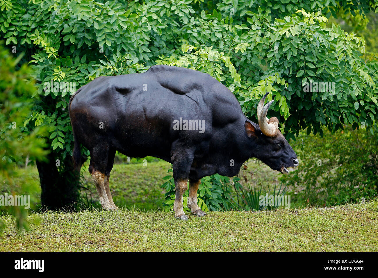 Banteng, Bos javanicus, maschio sull'erba Foto Stock