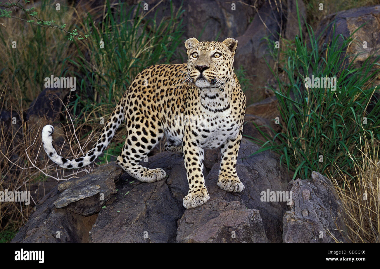 Leopard, panthera pardus, Adulti su roccia Foto Stock