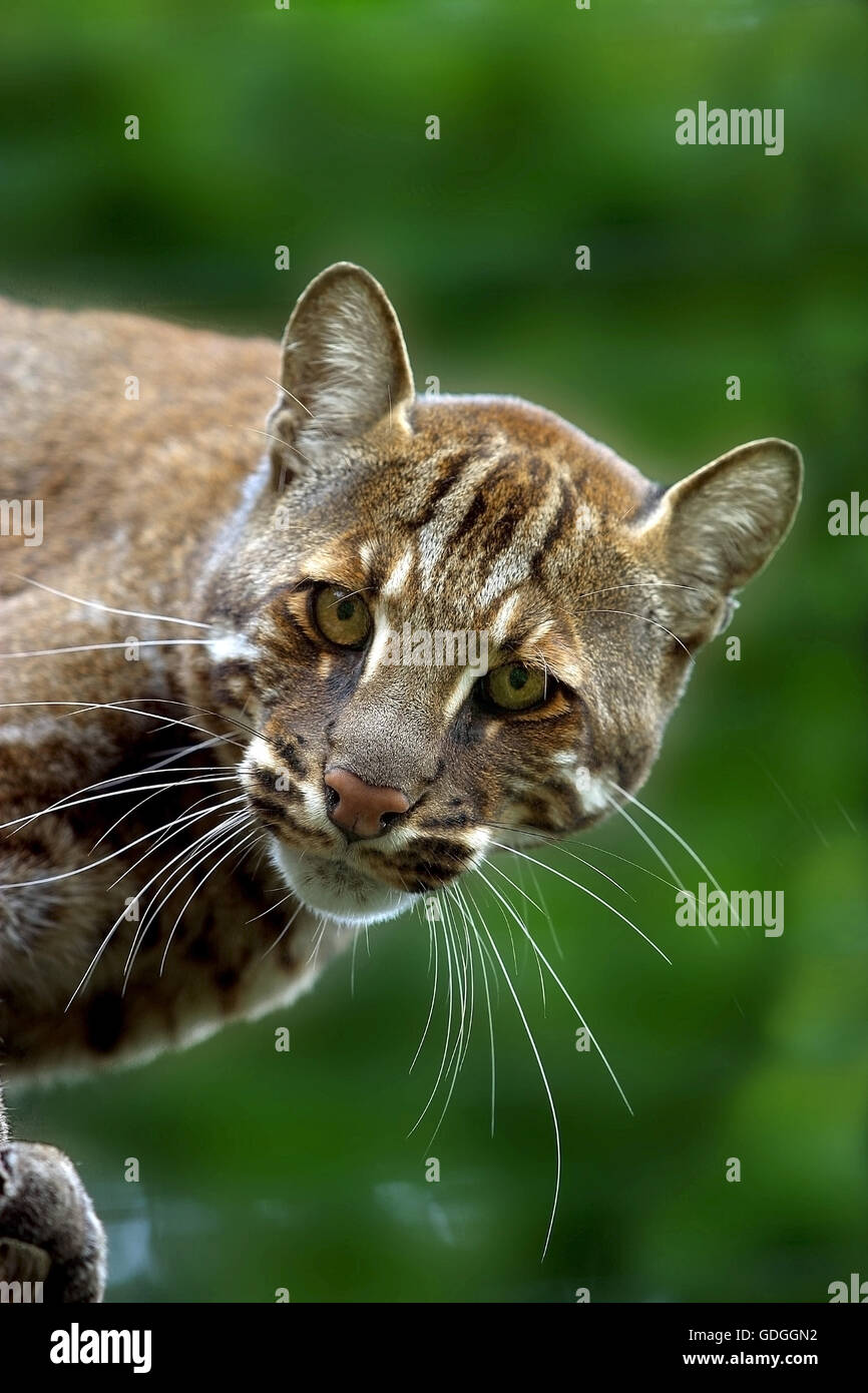 Asian Golden Cat o Temmink's Cat, catopuma temmincki, Adulti Foto Stock