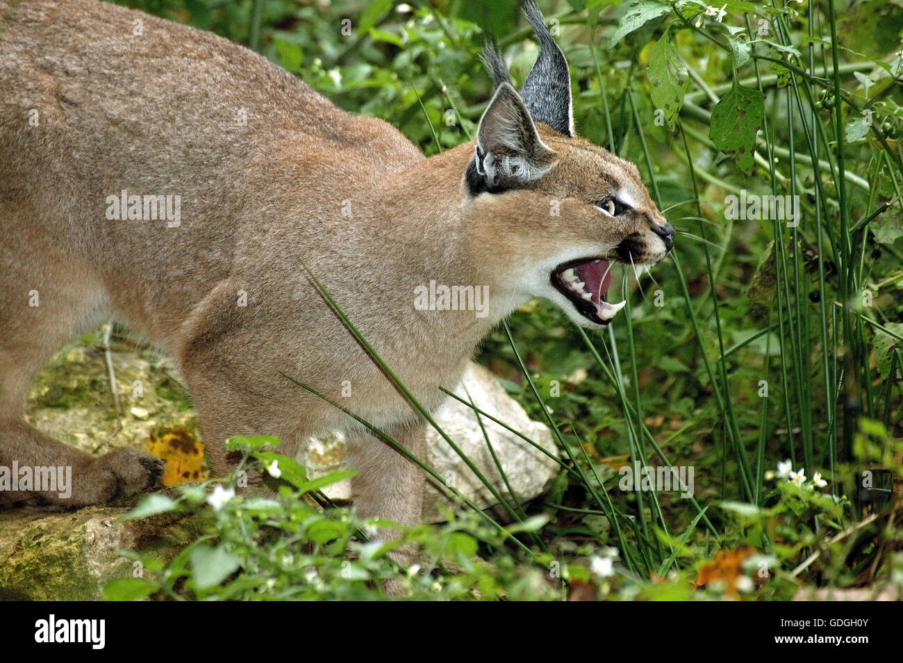 CARACAL Caracal caracal adulto ululano nella postura di minaccia Foto Stock