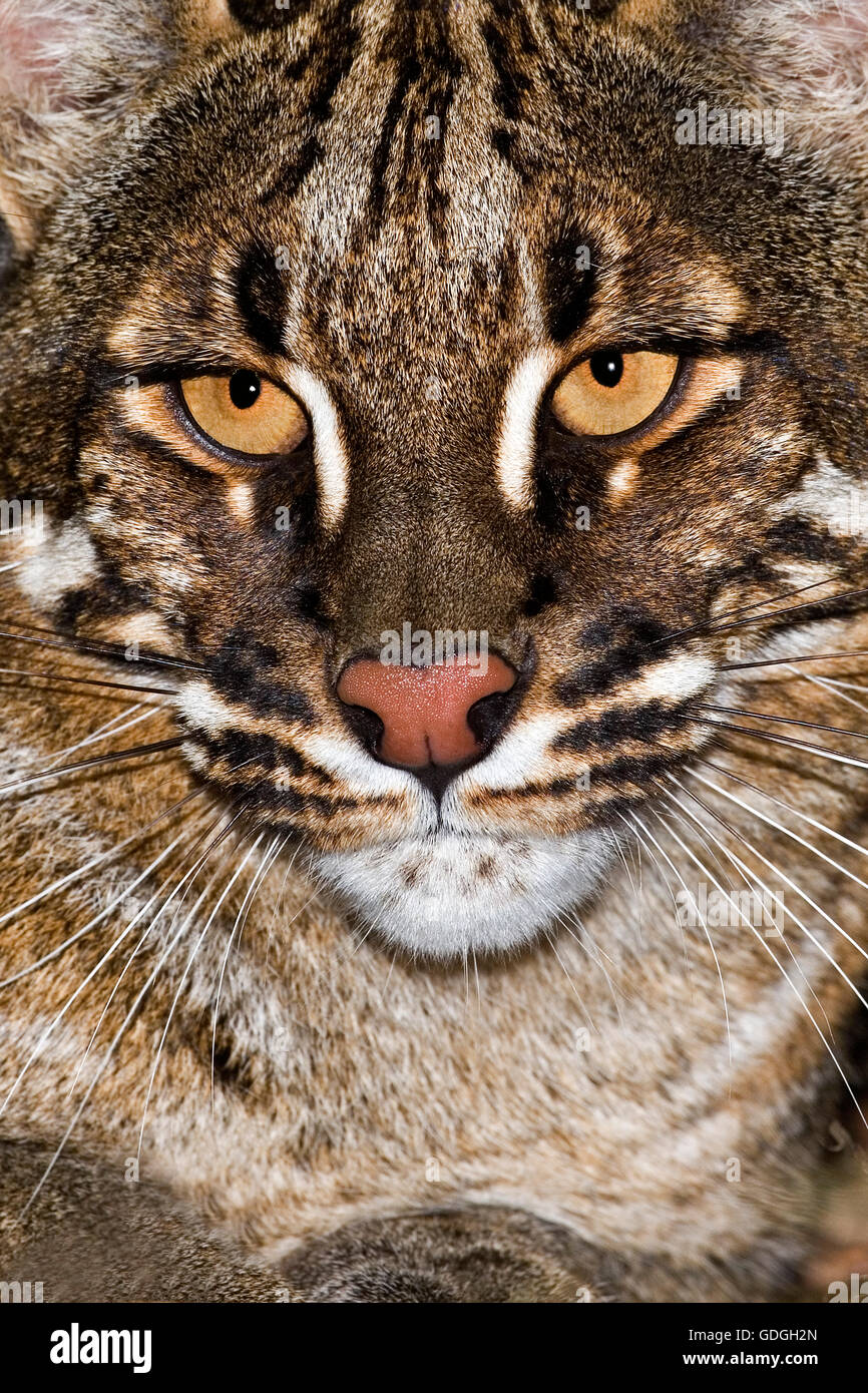 Asian Golden Cat o Temmink's Cat, catopuma temmincki, Ritratto di adulto Foto Stock