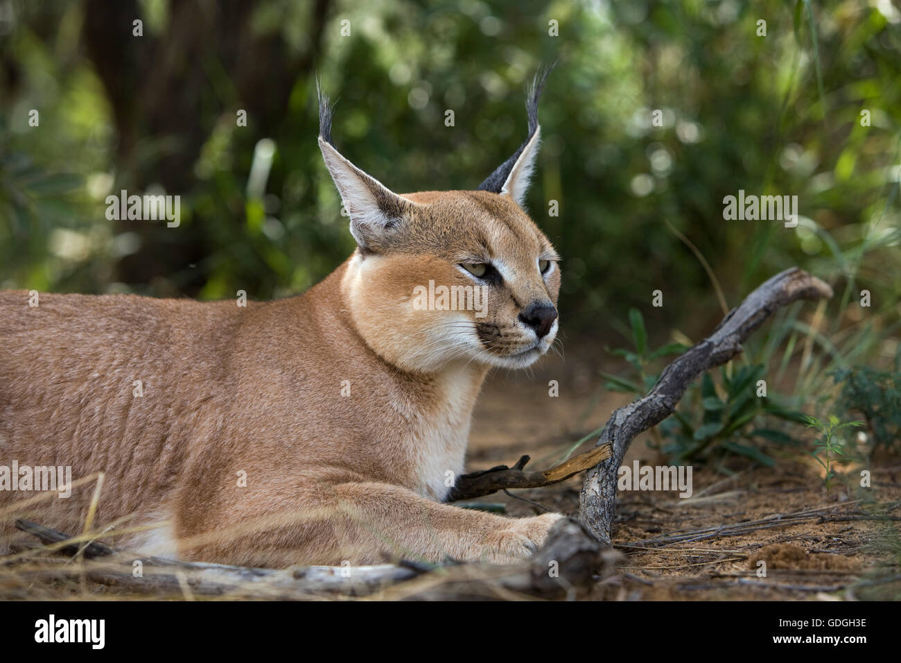 CARACAL Caracal caracal Foto Stock