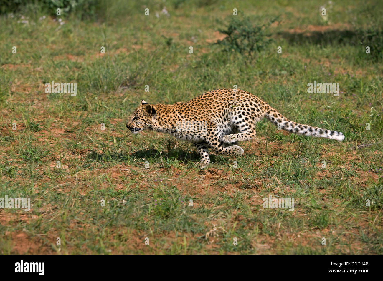 Leopard, panthera pardus, 4 mesi Cub in esecuzione, Namibia Foto Stock