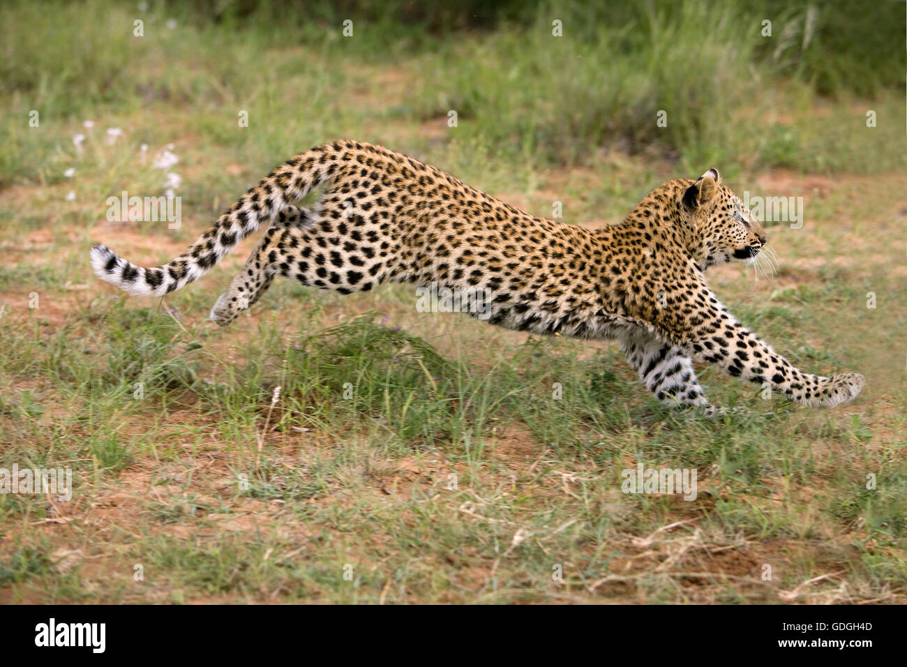 Leopard, panthera pardus, 4 mesi Cub in esecuzione, Namibia Foto Stock