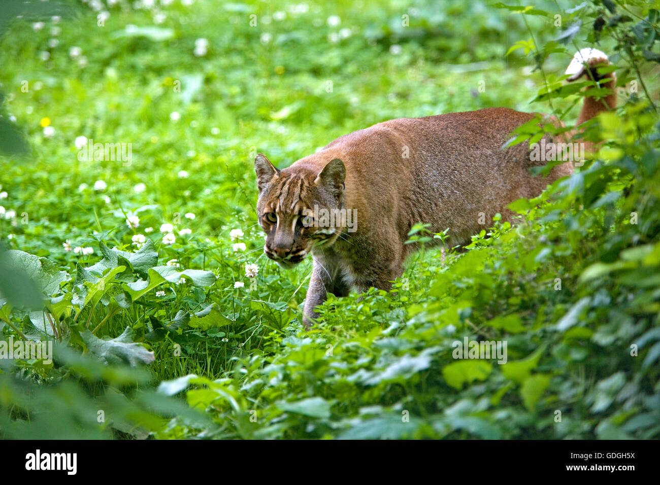 ASIAN GOLDEN CAT O TEMMINK'S CAT catopuma temmincki Foto Stock