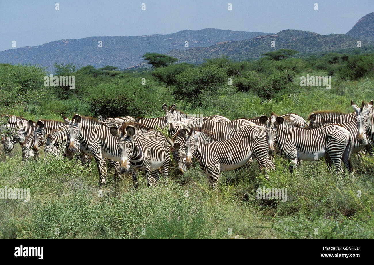 Di Grevy zebra, Equus grevyi, allevamento a Samburu Park in Kenya Foto Stock