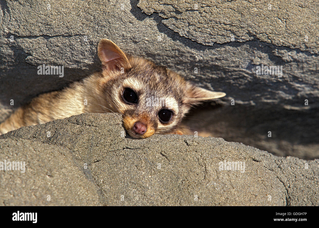 Gatto dalla coda ad anelli immagini e fotografie stock ad alta